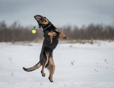 Beautyful Beauceron köpek oyun bir kış günü kar