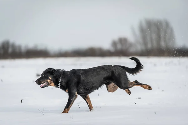 Bellissimo Beauceron Cane Giocare Nella Neve Giorno Inverno — Foto Stock