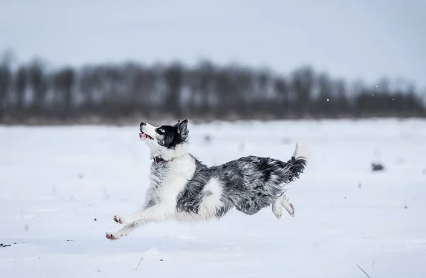 Adorable Border Collie dog in the snowy a winters day