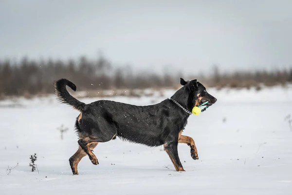 美しい Beauceron 犬でプレイ雪冬の日 — ストック写真