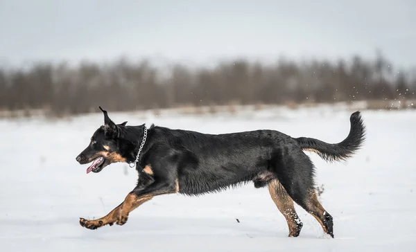 Bellissimo Beauceron Cane Giocare Nella Neve Giorno Inverno — Foto Stock