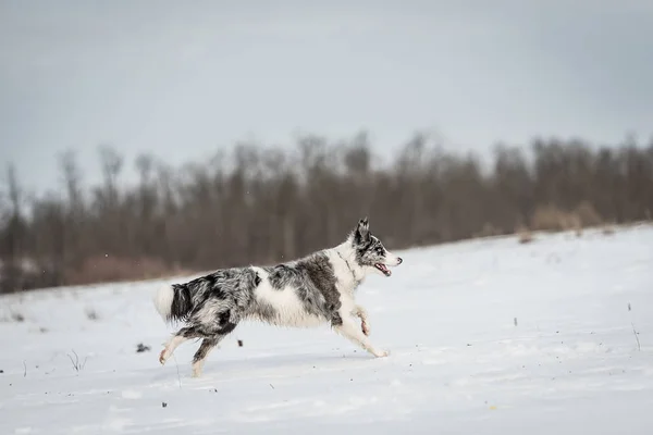 Schattig Border Collie Hond Besneeuwde Een Winterdag — Stockfoto