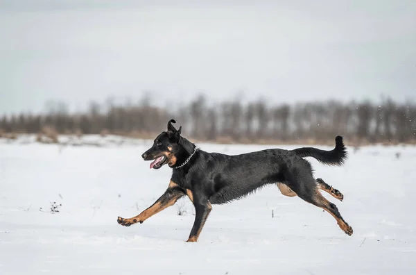 Bellissimo Beauceron Cane Giocare Nella Neve Giorno Inverno — Foto Stock