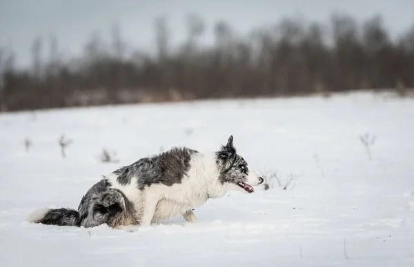 Çok Güzel Kenar Kömür Ocağı Köpek Karlı Bir Kış Gün — Stok fotoğraf