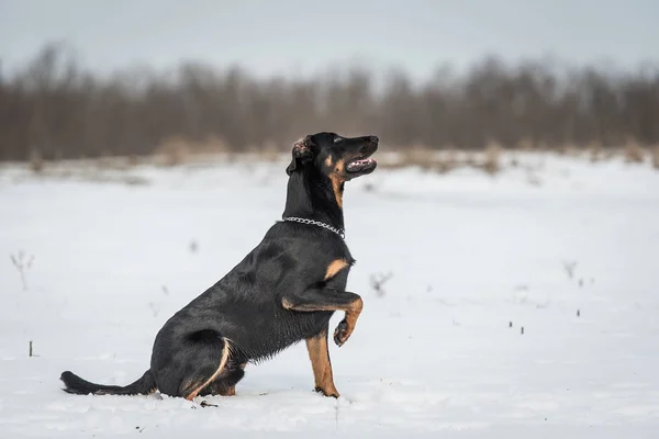 Прекрасная Собака Босерон Играет Снегу Зимой — стоковое фото