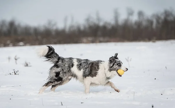 Çok Güzel Kenar Kömür Ocağı Köpek Karlı Bir Kış Gün — Stok fotoğraf