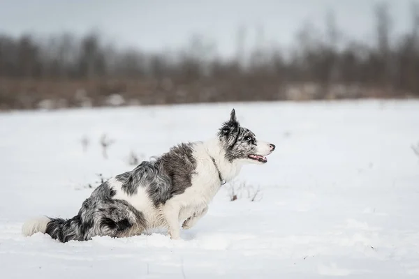 Adorable Border Collie Dog Snowy Winters Day — Stock Photo, Image