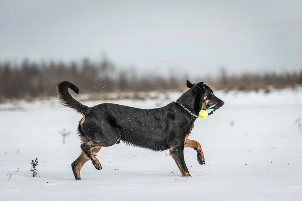 Beautyful Beauceron Chien Jouer Dans Neige Jour Hiver Photos De Stock Libres De Droits