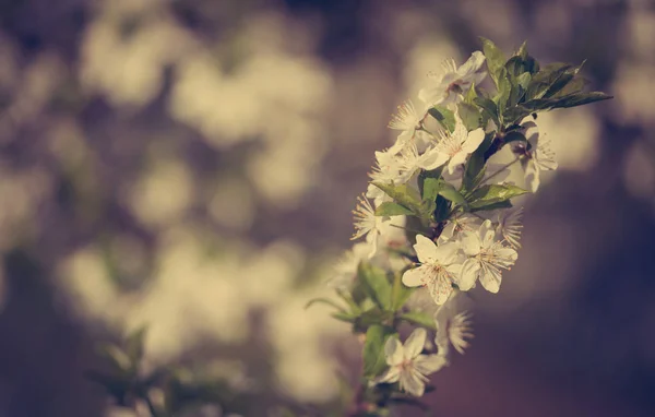 Vintage foto van prachtige lente bloemen — Stockfoto