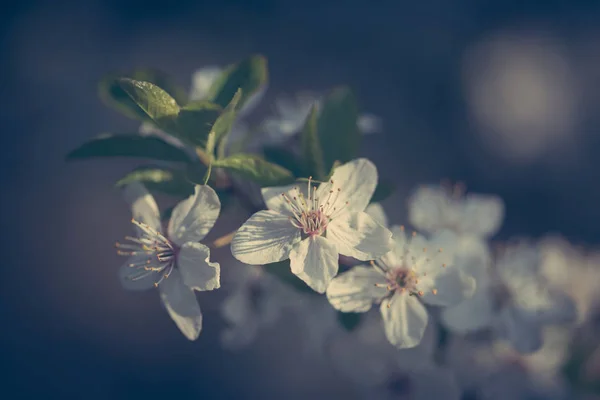 Vintage foto van prachtige lente bloemen — Stockfoto