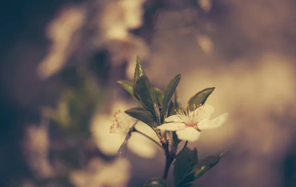 Vintage foto dari flovers musim semi yang indah — Stok Foto