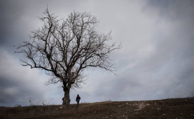 Doğada yalnız ağaç