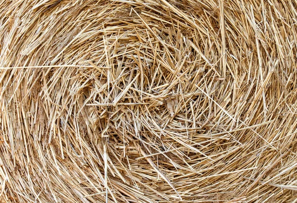 Pšenice stohy sena po sklizni — Stock fotografie