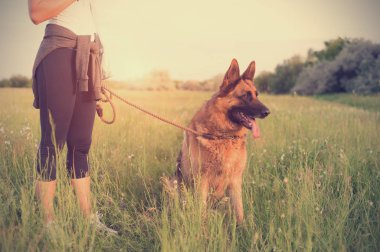 Alman çoban köpeği tarlada sahibi ile