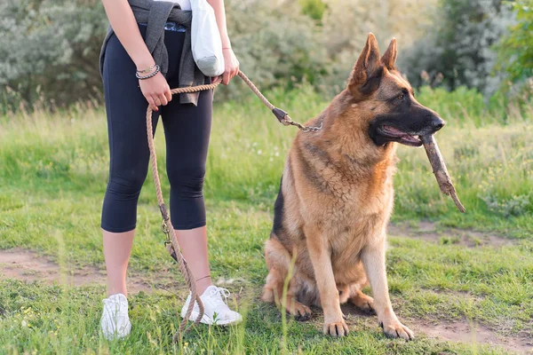 German shepherd dog with owner in the field — Stock Photo, Image