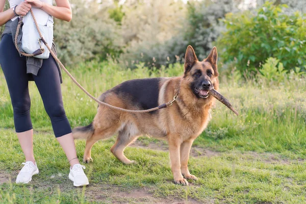 German shepherd dog with owner in the field — Stock Photo, Image