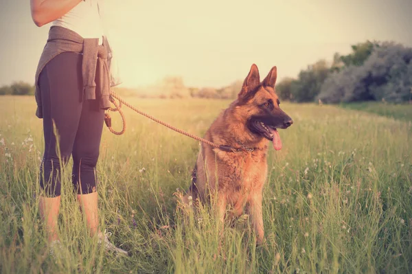 Pastor alemão cão com proprietário no campo — Fotografia de Stock