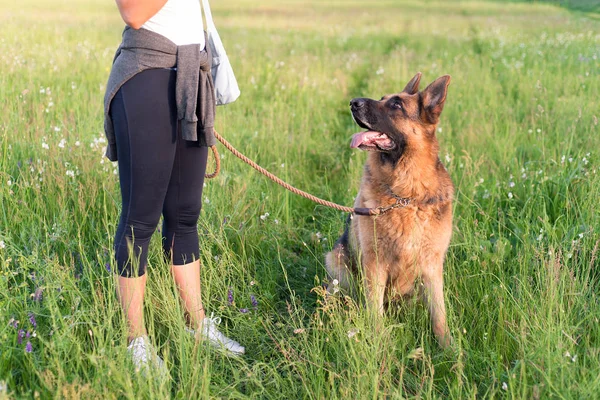 Pastor alemão cão com proprietário no campo — Fotografia de Stock