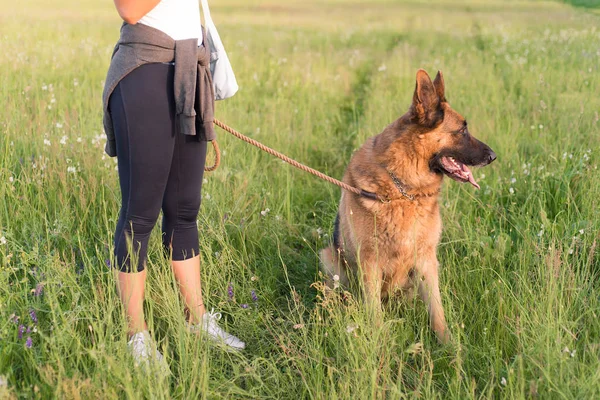 German shepherd dog with owner in the field — Stock Photo, Image