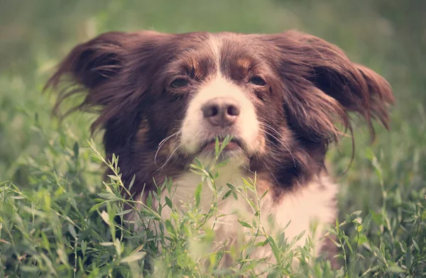 Cão engraçado descansando — Fotografia de Stock