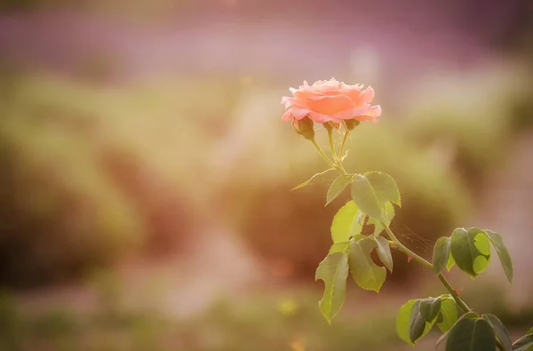 Foto morbida di una bella rosa — Foto Stock