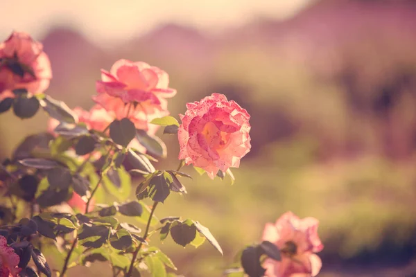 Vacker ros blomma blommar i trädgården — Stockfoto