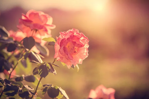 Schöne Rosenblume blüht im Garten — Stockfoto