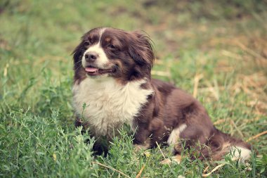 Üzgün köpek dinlenme
