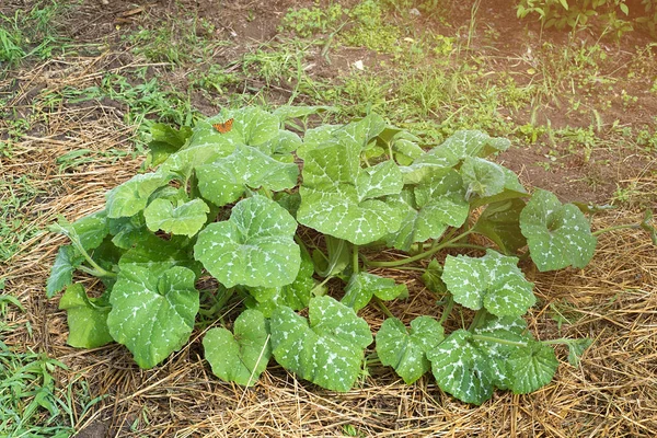 Pianta zucca che cresce in giardino — Foto Stock