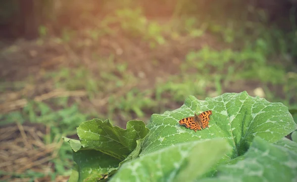 Farfalla arancione appoggiata sulla foglia di zucca — Foto Stock