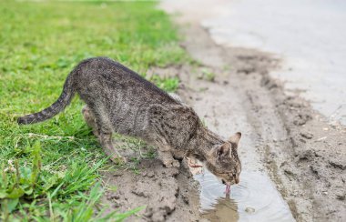 Su birikintisinden içen güzel gri kedi