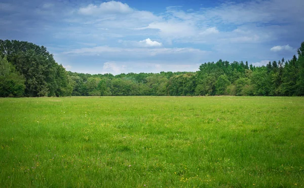 美しい緑の牧草地 — ストック写真