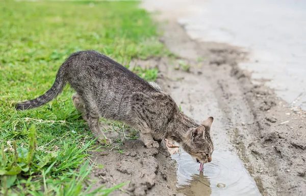 Gyönyörű szürke macska iszik pocsolya — Stock Fotó
