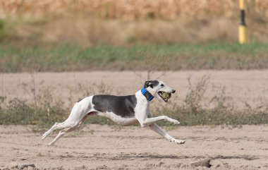 Tazı köpek eğitim çalışan