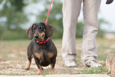 Parkta Dachshund köpekler