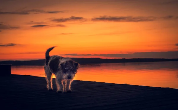 Mongrel hond loopt op de pier bij zonsondergang — Stockfoto