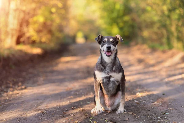 Adorabile cane seduto sulla strada nella foresta — Foto Stock