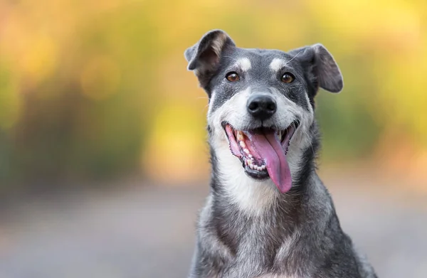 かわいい犬の写真を閉じます. — ストック写真