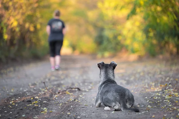 O cão é abandonado por seu dono na floresta — Fotografia de Stock