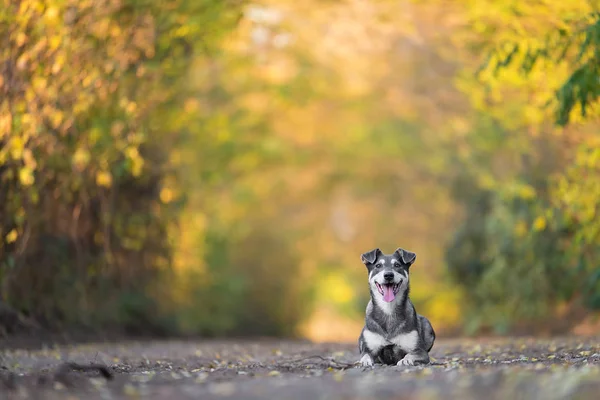 Schattige hond zittend op de weg in het bos — Stockfoto