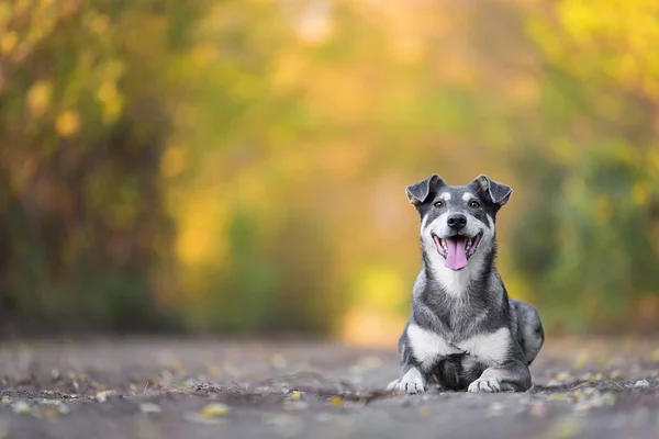 Adorabile cane seduto sulla strada nella foresta — Foto Stock