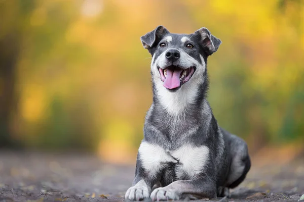 森の中の道路に座っている愛らしい犬 — ストック写真