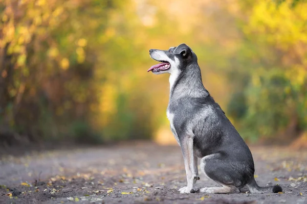 森の中の道路に座っている愛らしい犬 — ストック写真