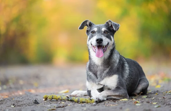 森の中で木の棒で休んでいる愛らしい犬 — ストック写真