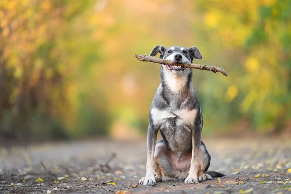 Adorable dog sitting with a wooden stick on the road in the forest — Stock Photo, Image