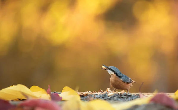 Retrato de um pássaro nuthatch — Fotografia de Stock