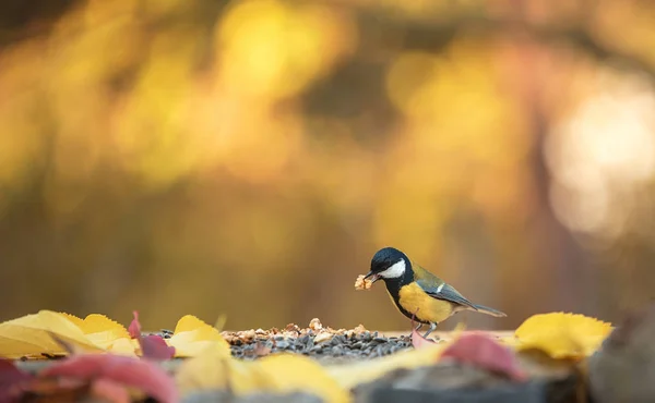 Μεγάλη titmouse στον τροφοδότη μια ημέρα autumns — Φωτογραφία Αρχείου