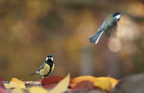 Great titmouse on the feeder an autumns day — Stock Photo, Image