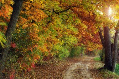 Renkli ormanda kirli bir yol.