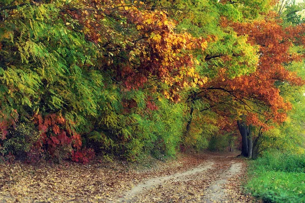 Smutsig väg i den färgglada skogen — Stockfoto